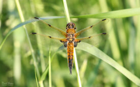 Four-spotted Chaser at RSPB Ham Wall, 8th June 2021