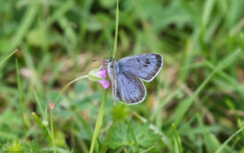 Large Blue at Green Down NR