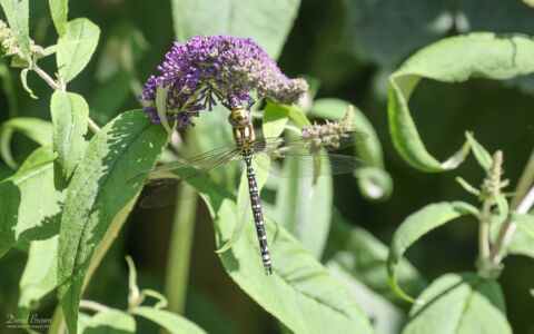 Southern Hawker at Holt, 28th July 2021