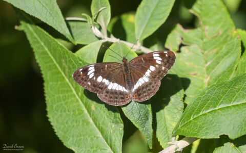 White Admiral at Holt, 28th July 2021
