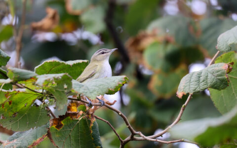 Red-eyed Vireo on Holy Island, 11th October 2021