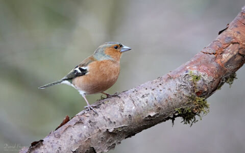 Chaffinch at Low Barns, 13th March 2022