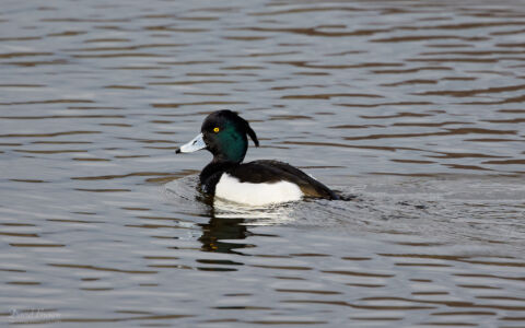 Tufted Duck at Low Barns, 13th March 2022
