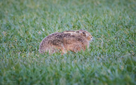 Brown Hare near St Cuthbert's Cave, 19th March 2022