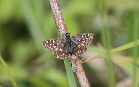 Grizzled Skipper at Brook Down, 21st May 2022