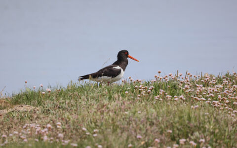 Oystercatcher at Newport Nature Reserve, 21st May 2022
