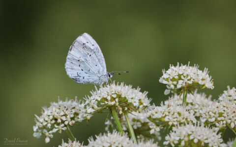 Holly Blue at Newport Nature Reserve, 21st May 2022