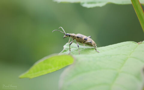 Insect at Newport Nature Reserve, 21st May 2022