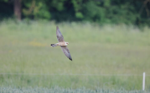 Red-footed Falcon at Worth Marshes, 1st June 2022
