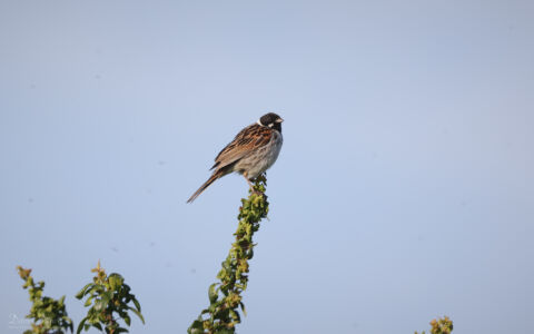 Reed Bunting at Worth Marshes, 2nd June 2022