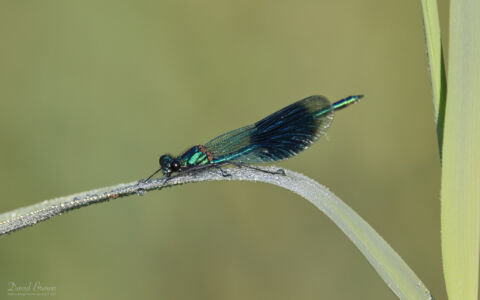 Banded Demoiselle at Worth Marshes, 2nd June 2022