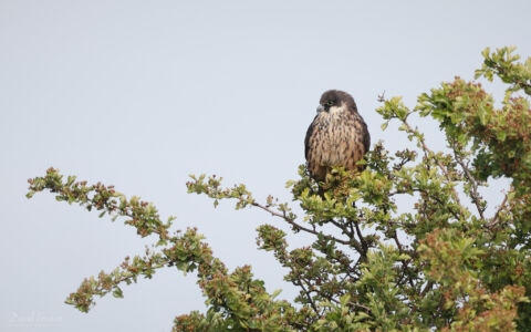 Eleonora's Falcon at Worth Marshes, 2nd June 2022