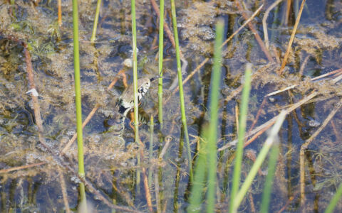 Grass Snake at Worth Marshes, 2nd June 2022