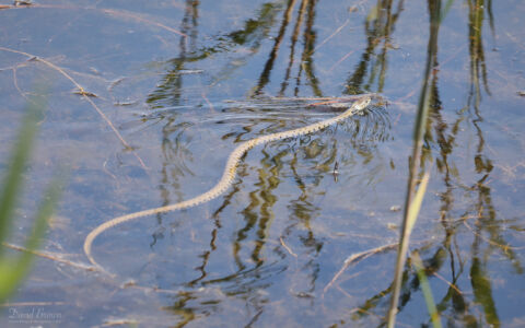 Grass Snake at Worth Marshes, 2nd June 2022