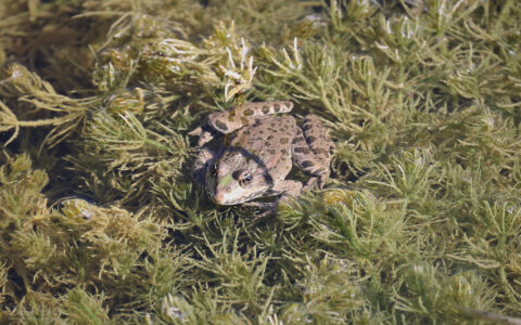 Marsh Frog at Worth Marshes, 2nd June 2022