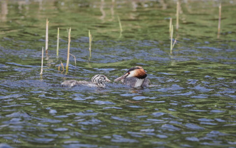 Great Crested Grebe at Lakenheath, 3rd June 2022