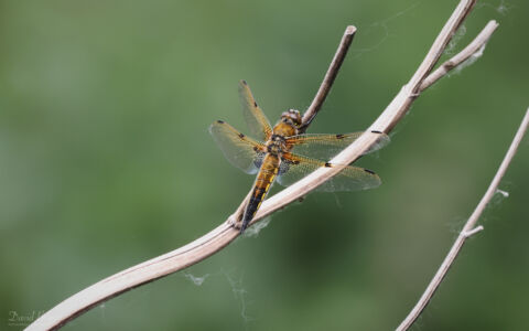 Four-spotted Chaser at Lakenheath, 3rd June 2022
