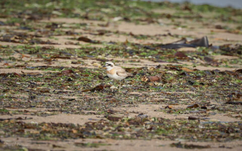 Greater Sand Plover at Redcar, 28th August 2022