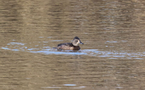 Ring-necked Duck at Low Barns, 1st January 2023.