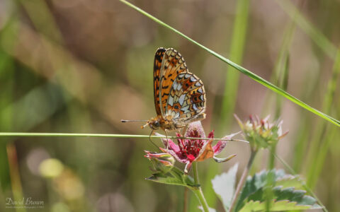 Small Pearl-bordered Fritillary at Abernethy Forest, 15th June 2023