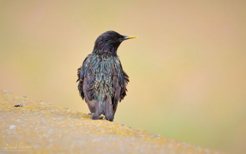 Starling at Seaton Carew, 8th July 2023