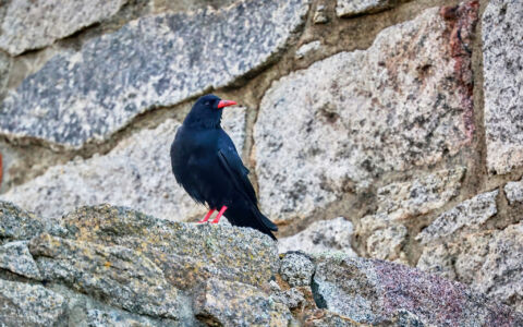 Chough at Pendeen, 6th August 2023
