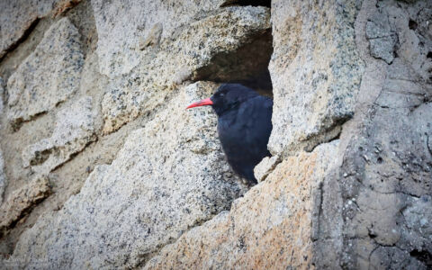 Chough at Pendeen, 6th August 2023