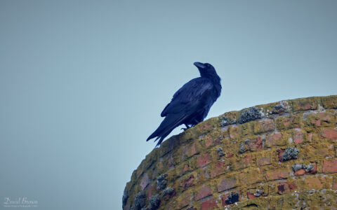 Raven at Pendeen, 6th August 2023