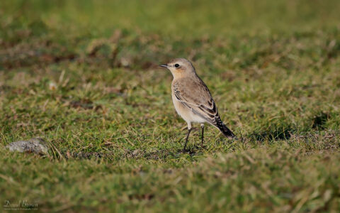 Northern Wheatear at Pendeen, 6th August 2023