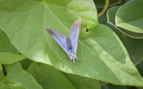 Holly Blue at Penzance, 6th August 2023
