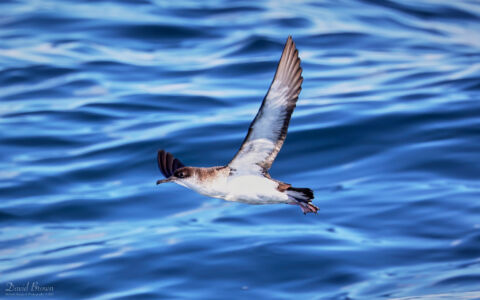 Manx Shearwater on the pelagic, 6th August 2023