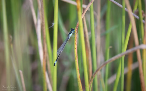 Blue-tailed Damselfly at Bissoe Valley, 6th August 2023