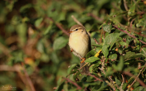 Willow Warbler at Teignmouth, 7th August 2023