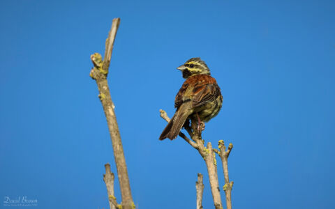 Cirl Bunting at Teignmouth, 7th August 2023