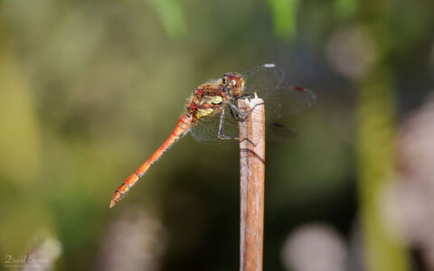Common Darter at Bystock Pools, 7th August 2023