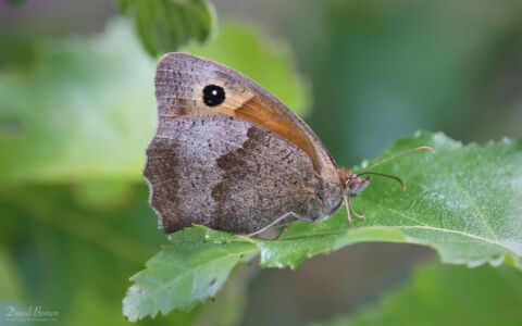 Meadow Brown at Bystock Pools, 7th August 2023