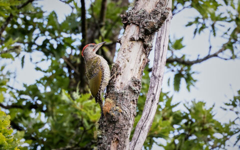 Green Woodpecker at Bystock Pools, 7th August 2023