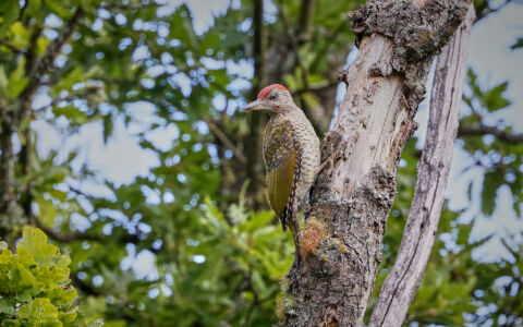 Green Woodpecker at Bystock Pools, 7th August 2023