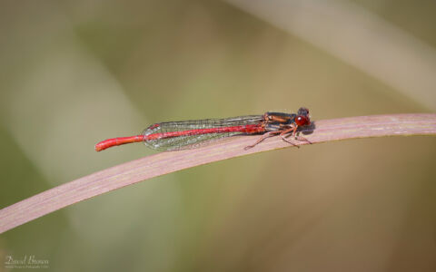 Small Red Damselfly at Bystock Pools, 7th August 2023
