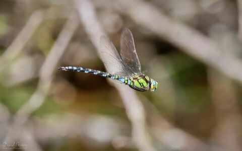 Southern Hawker at Bystock Pools, 7th August 2023
