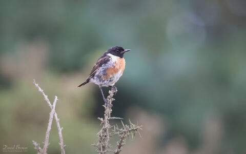 Stonechat at Aylesbeare Common, 7th August 2023