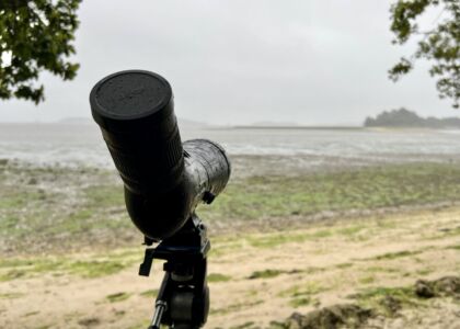 Searching for Forster's Tern at RSPB Arne, 5th August 2023.
