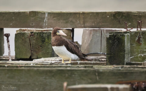 Brown Booby at South Gare, 17th September 2023