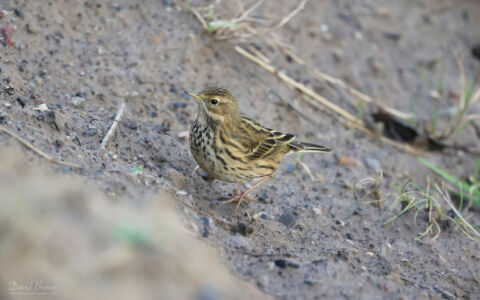 Meadow Pipit at St Mary's Island, 3rd February 2024