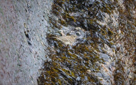 Water Pipit at St Mary's Island, 3rd February 2024