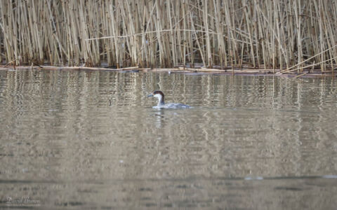 Smew at Queen Elizabeth CP, 3rd February 2024