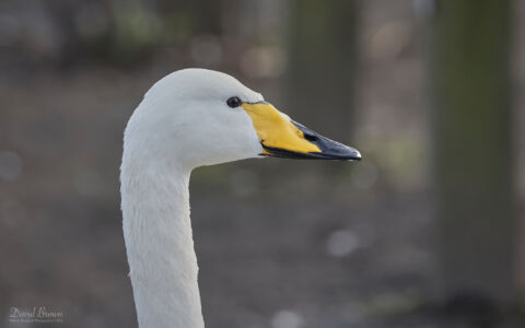 Whooper Swan at Queen Elizabeth CP, 3rd February 2024