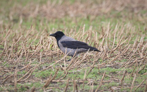 Hooded Crow at Helmscott Hill, 17th February 2024