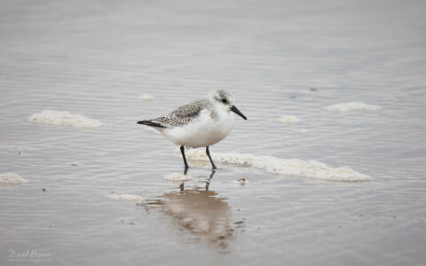 Sanderling at Cresswell Beach, 17th February 2024