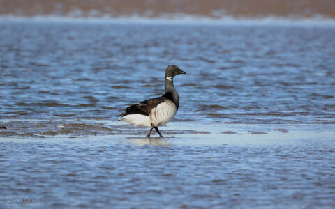 Brent Goose on Holy Island causeway, 18th February 2024